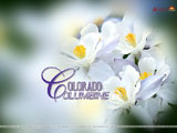 Colorado Columbine Wallpaper